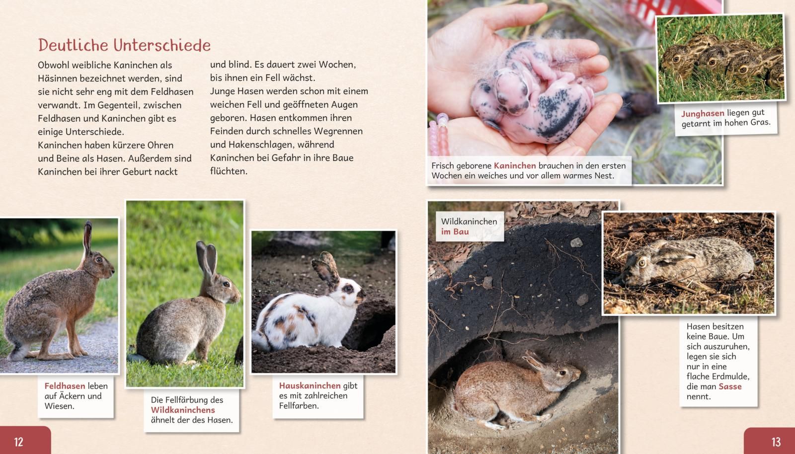Meine große Tierbibliothek: Das Kaninchen