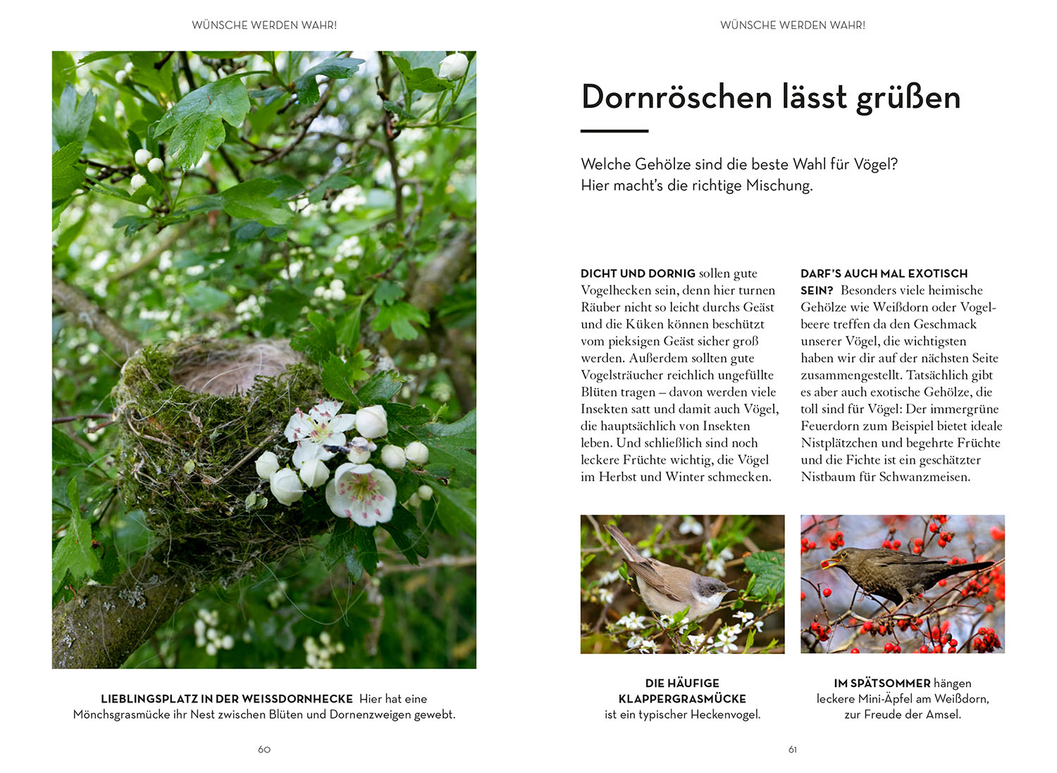 Mach was für Vögel