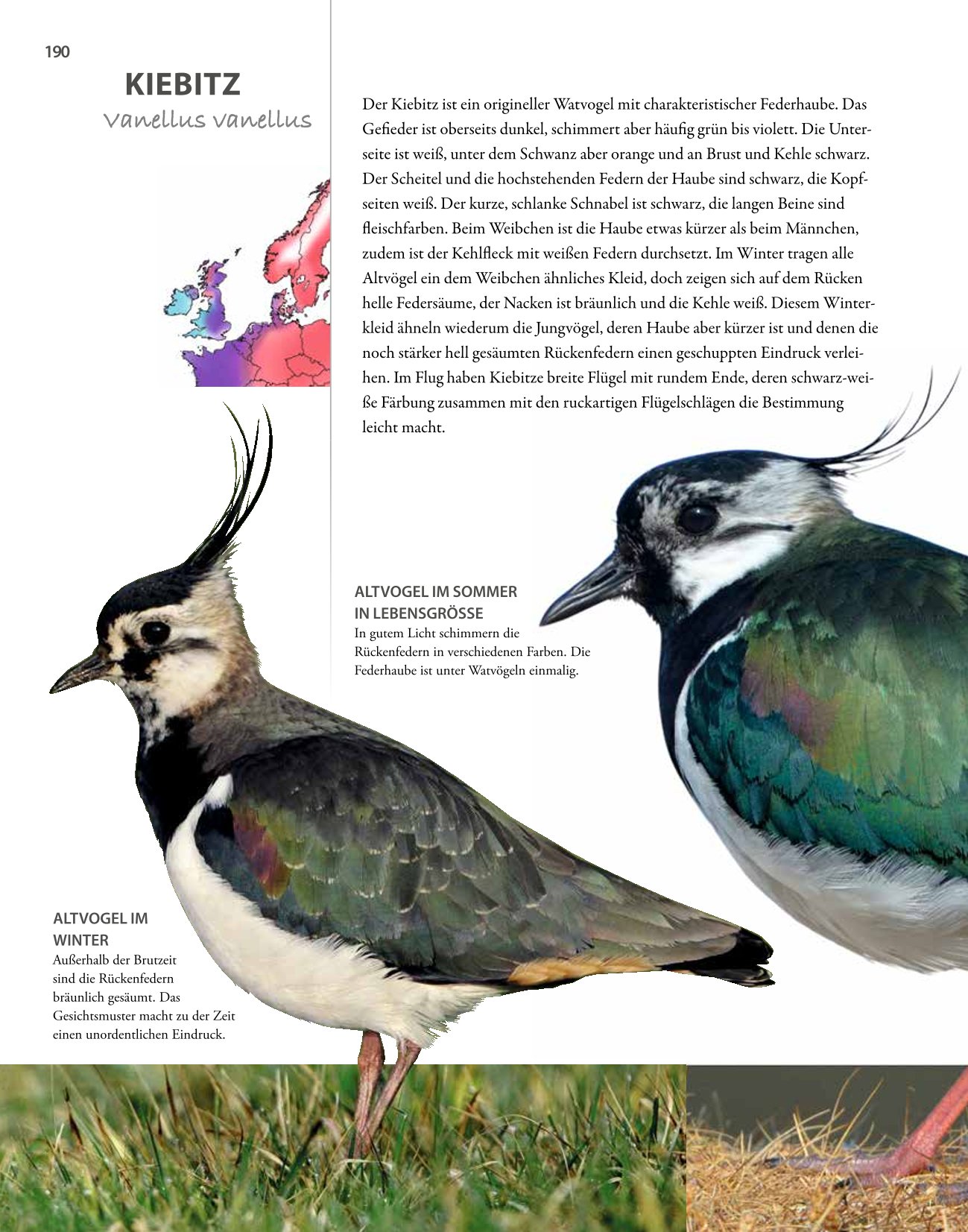 Vögel lebensgroß