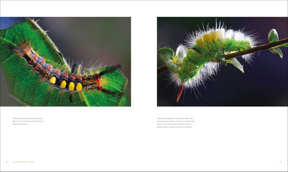 Unsere einzigartige Insektenwelt
