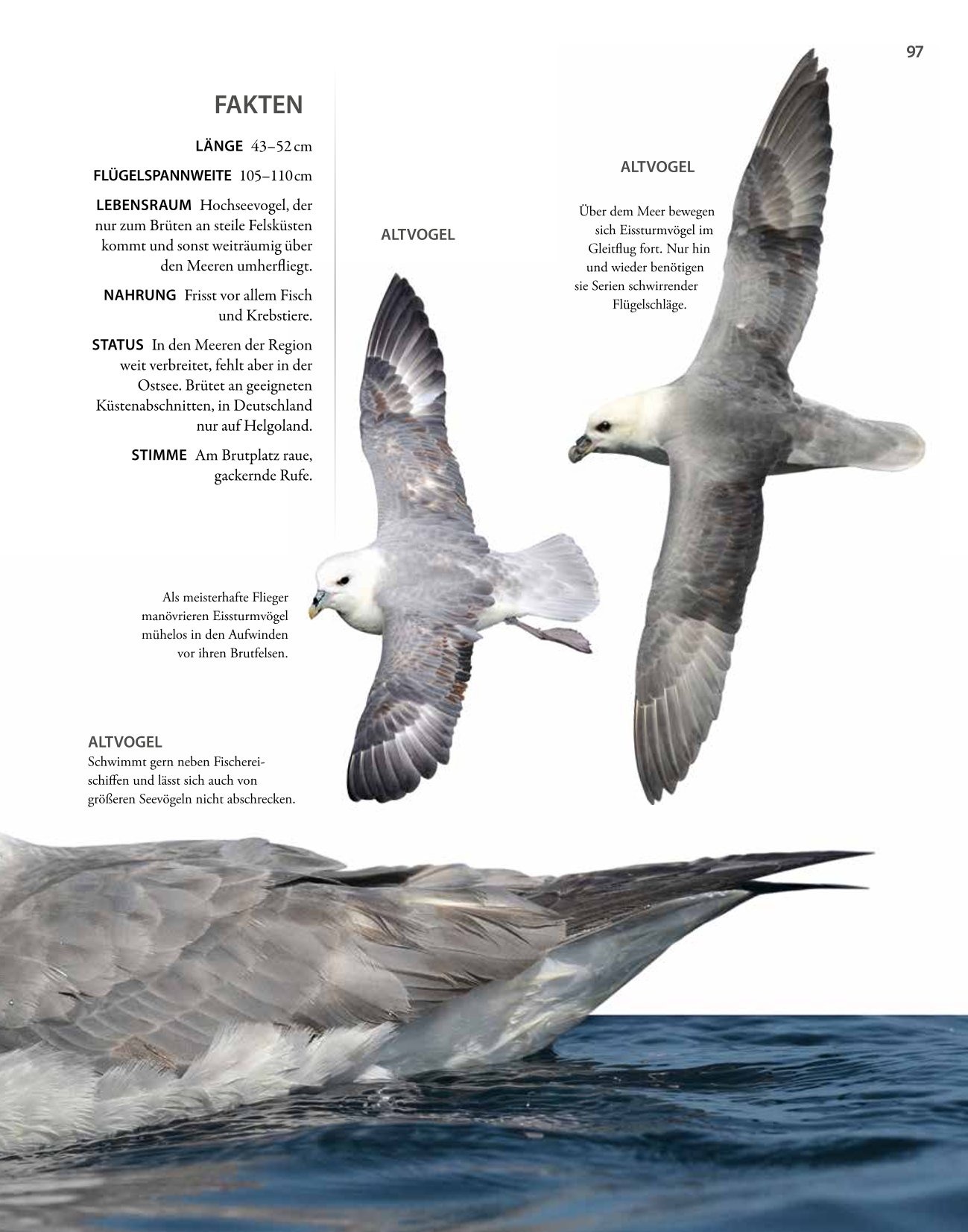 Vögel lebensgroß