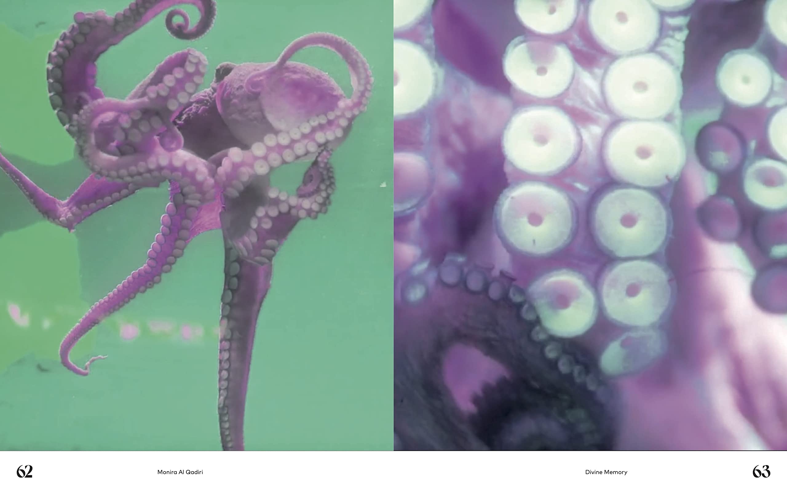 Denken wie ein Oktopus, oder: Tentakuläres Begreifen