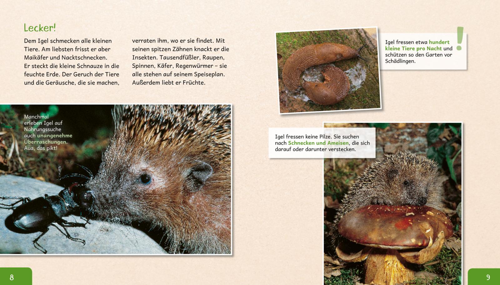 Meine große Tierbibliothek: Der Igel