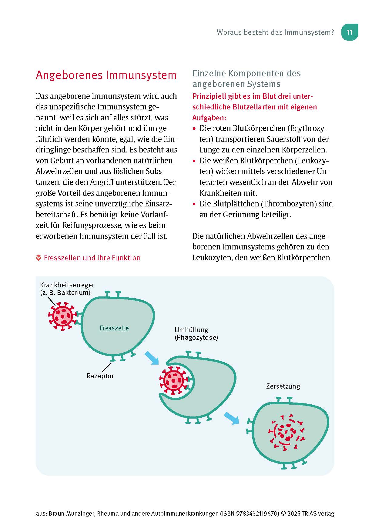 Naturheilpraxis: Rheuma und andere Autoimmunerkrankungen