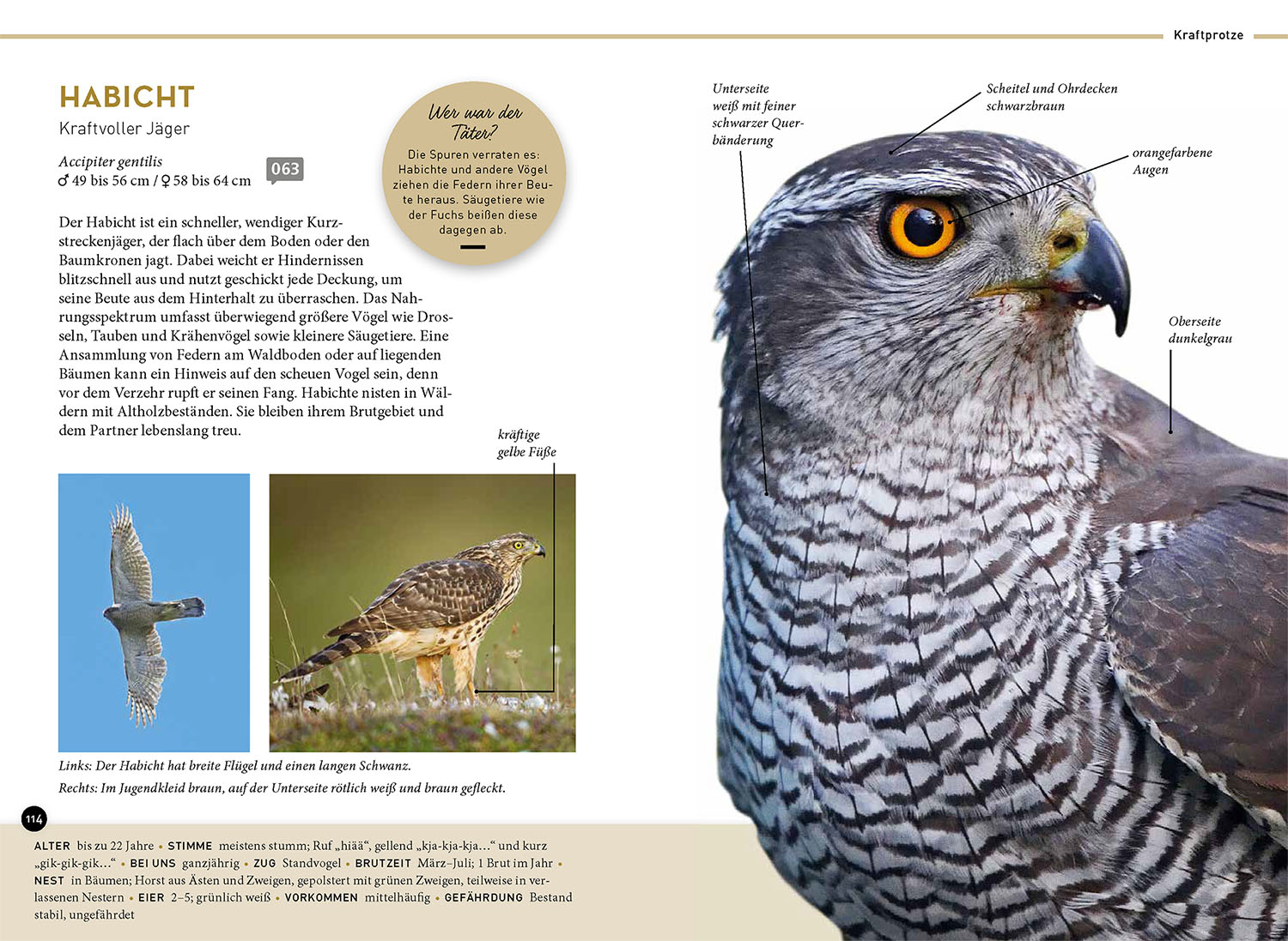 Lieblingsvögel