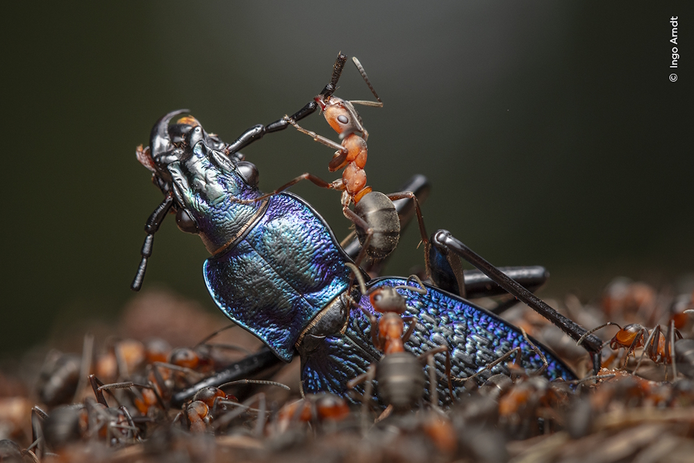 Wildlife Fotografien des Jahres - Portfolio 34