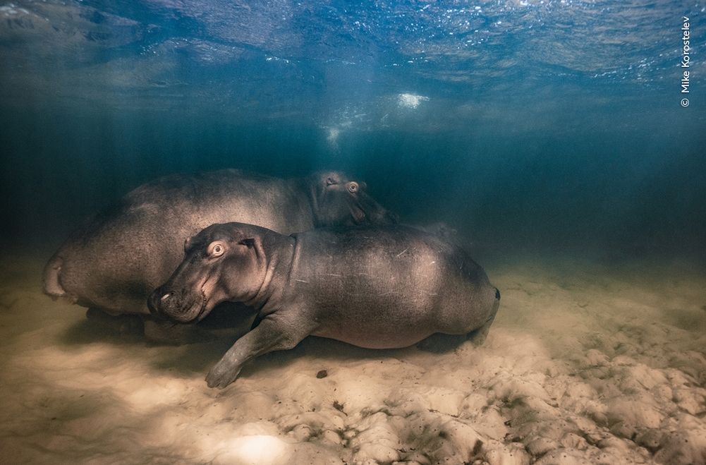 Wildlife Fotografien des Jahres – Portfolio 33