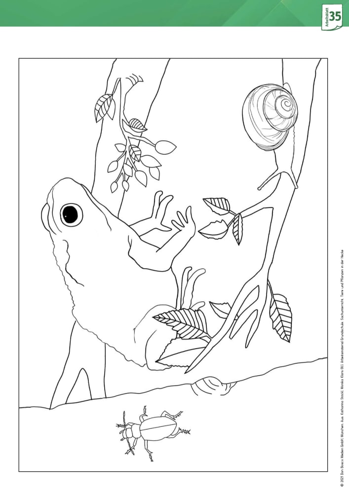 Arbeitsmaterial Grundschule. Sachunterricht: Tiere und Pflanzen in der Hecke