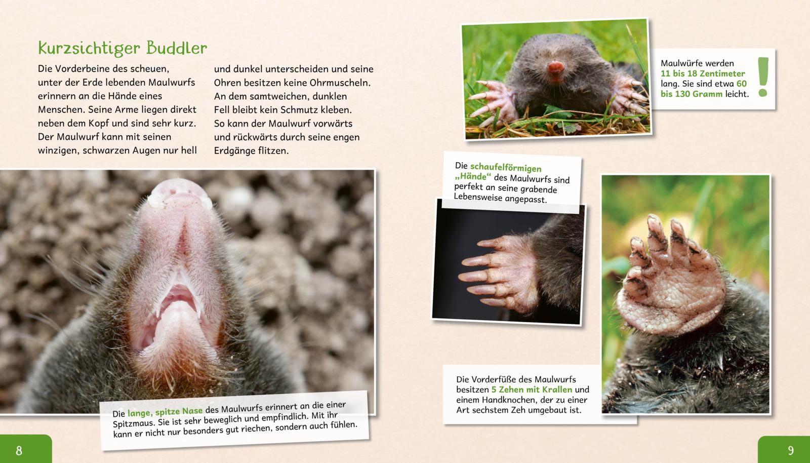 Meine große Tierbibliothek: Der Maulwurf