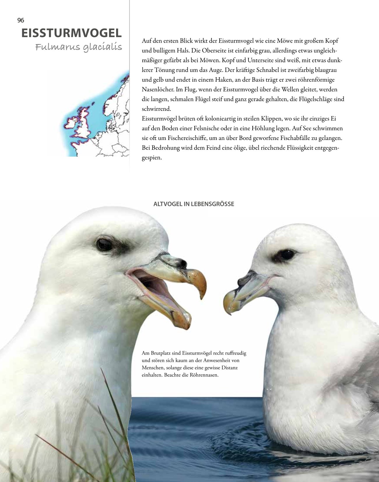 Vögel lebensgroß