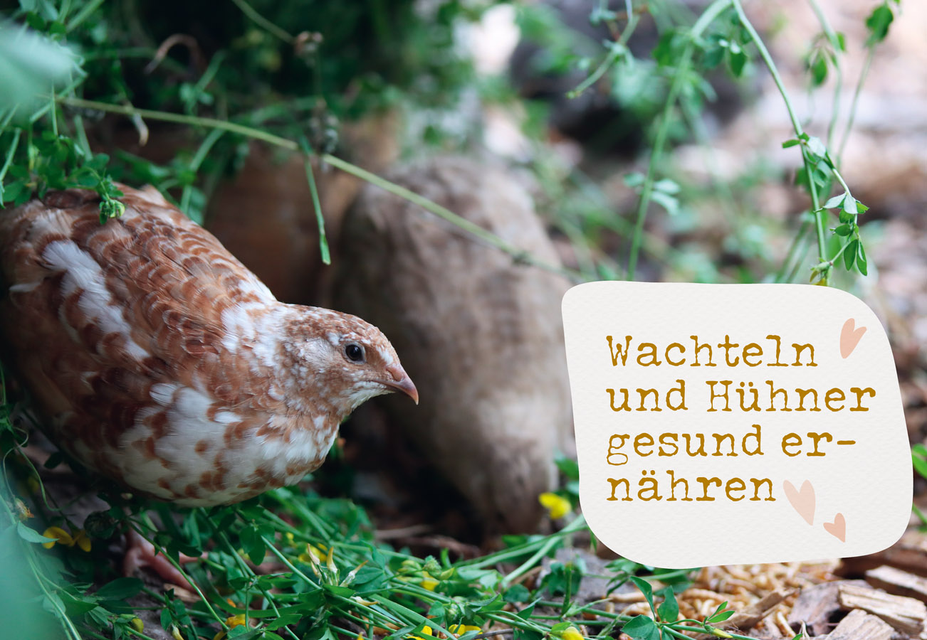 Was sucht das Huhn im Kräuterbeet?