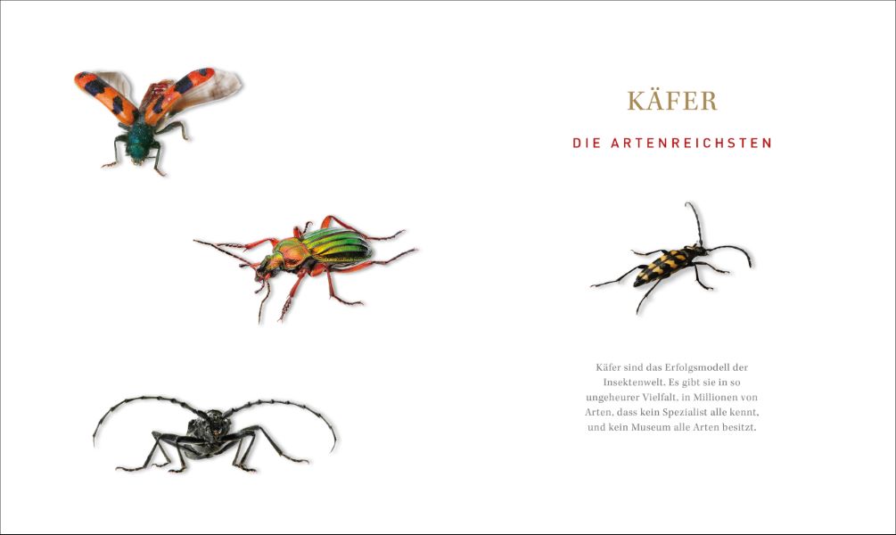 Unsere einzigartige Insektenwelt