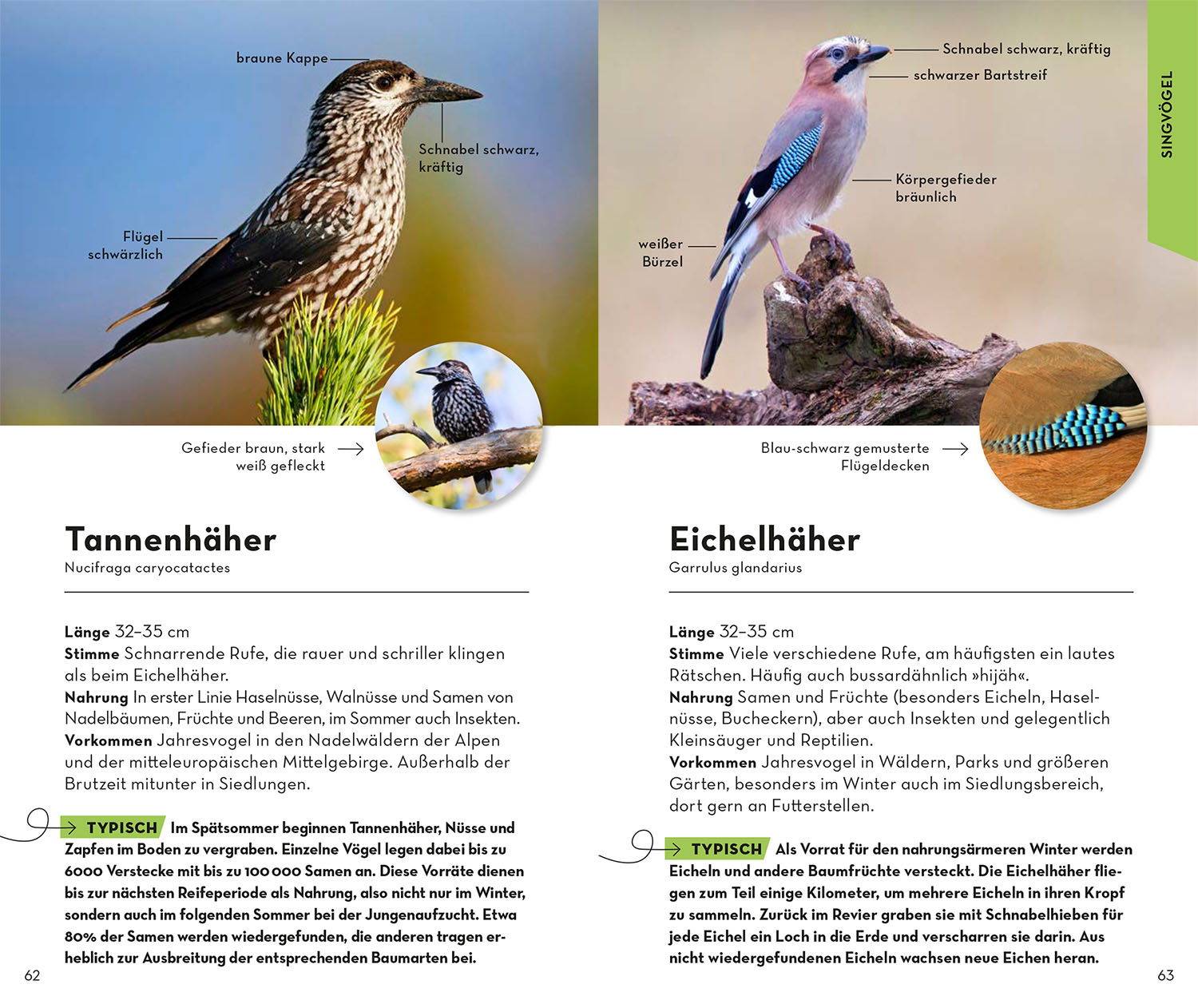 BASIC Gartenvögel
