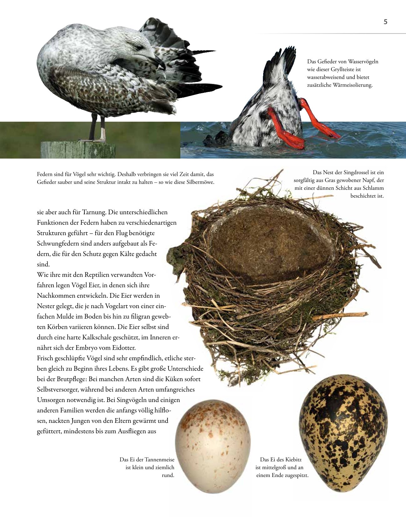 Vögel lebensgroß
