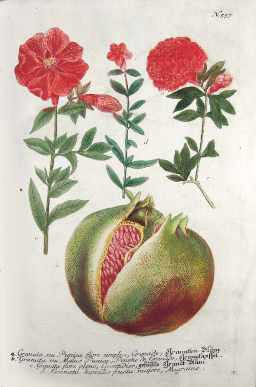 Vom Garten Eden bis zu Salomos Weinberg