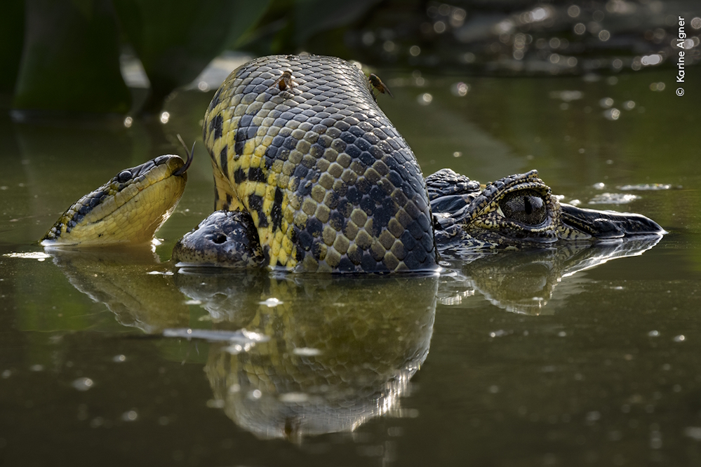 Wildlife Fotografien des Jahres - Portfolio 34