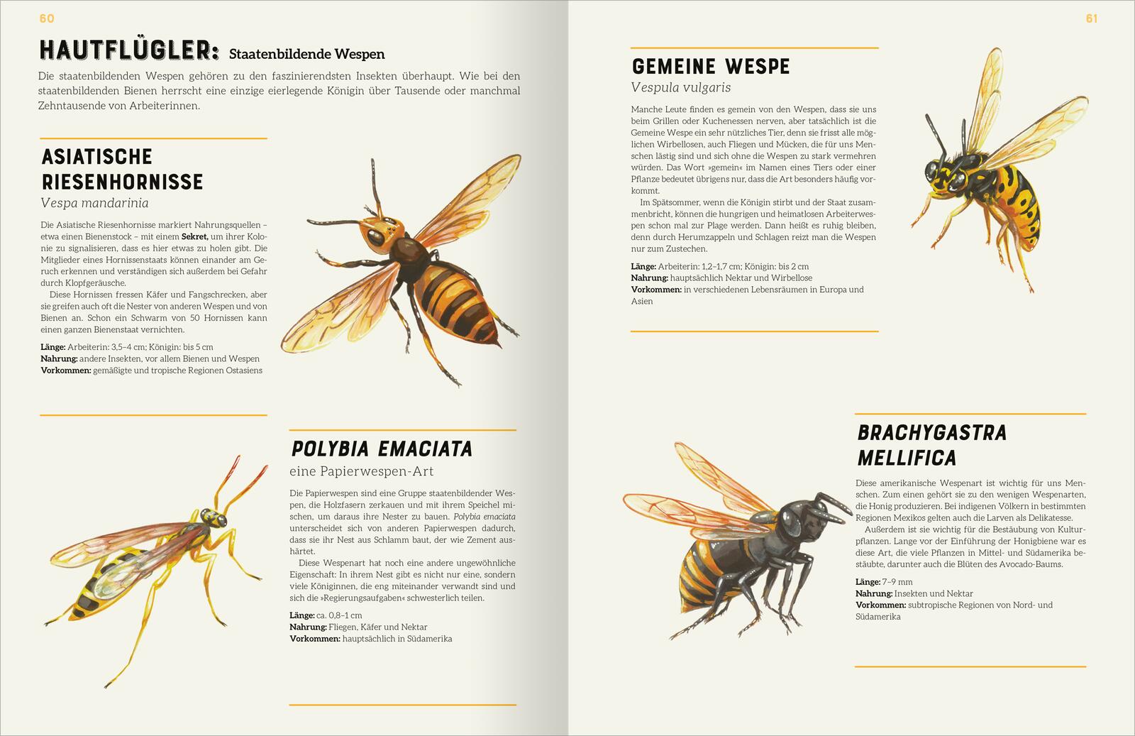 Das große Lexikon der Insekten