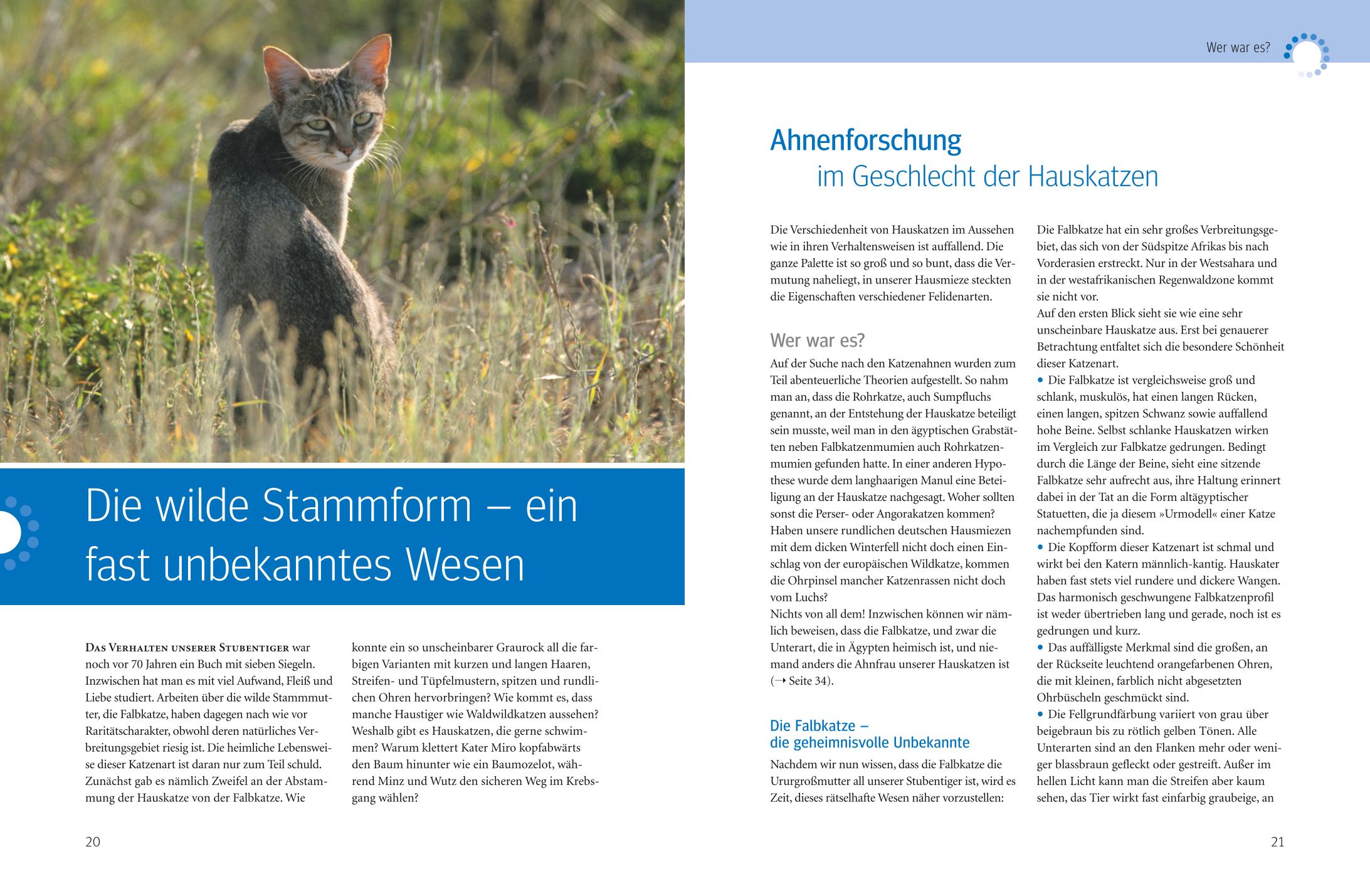 Was Katzen wirklich wollen