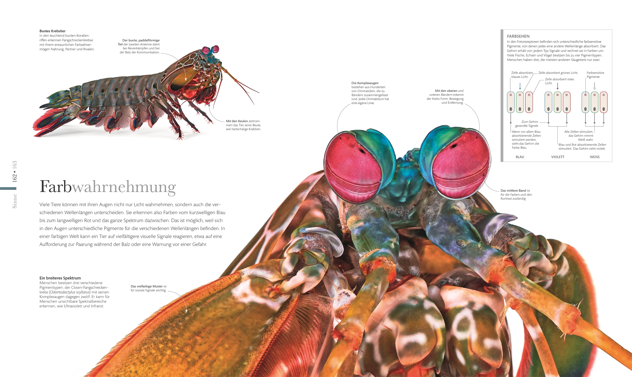 Fauna – Wunderwelt der Tiere