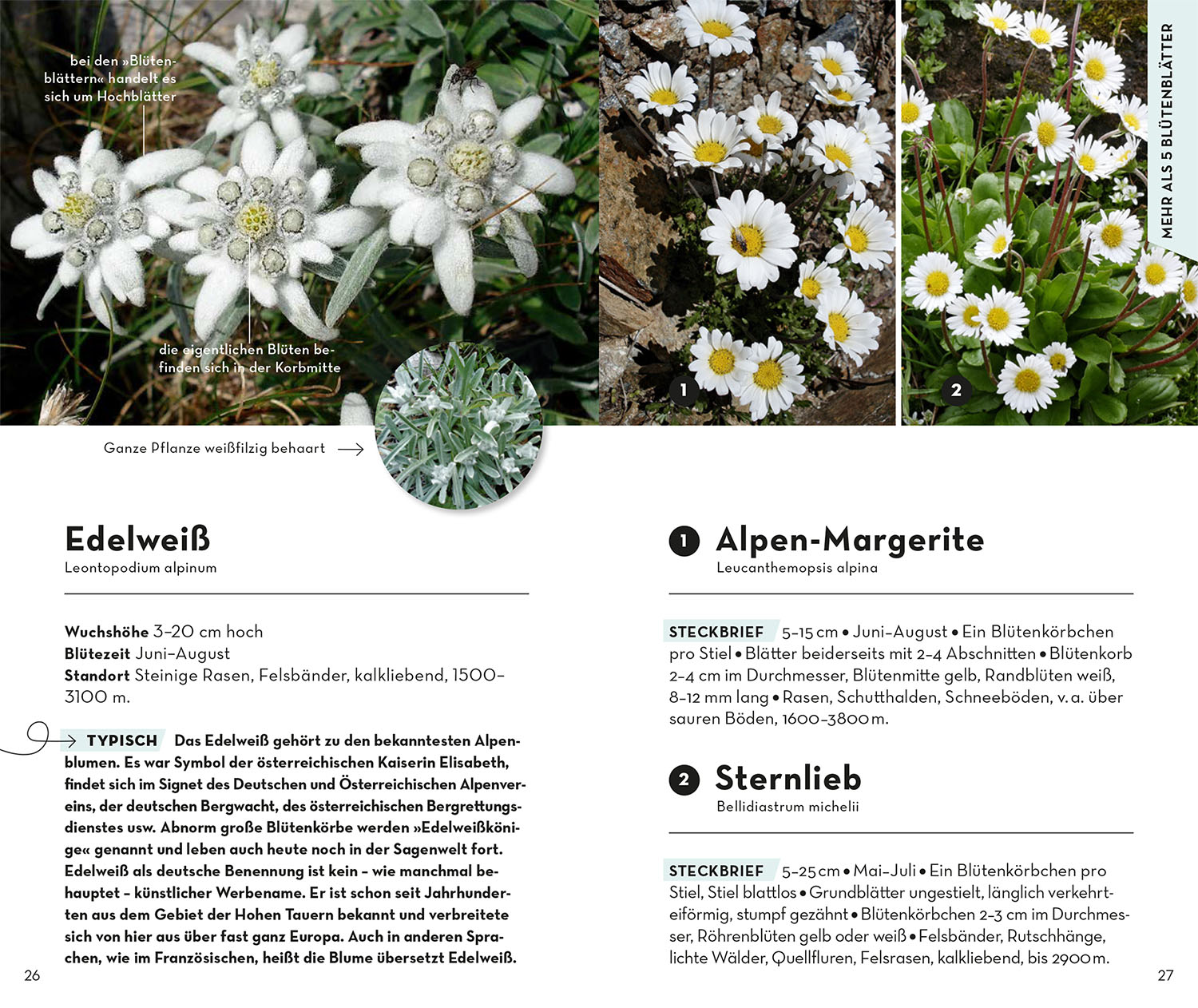 Basic Alpenblumen