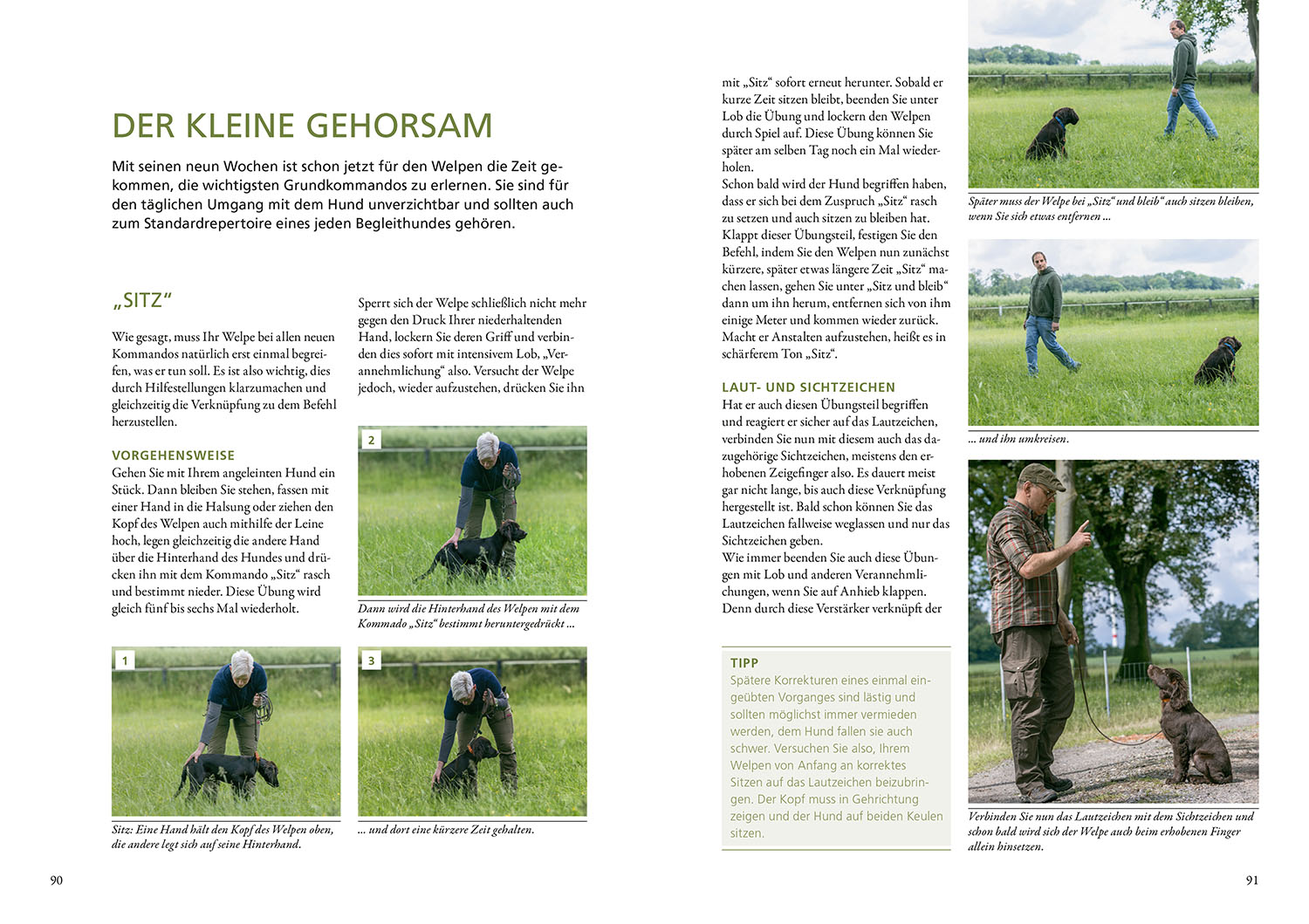 Der Jagdhundwelpe