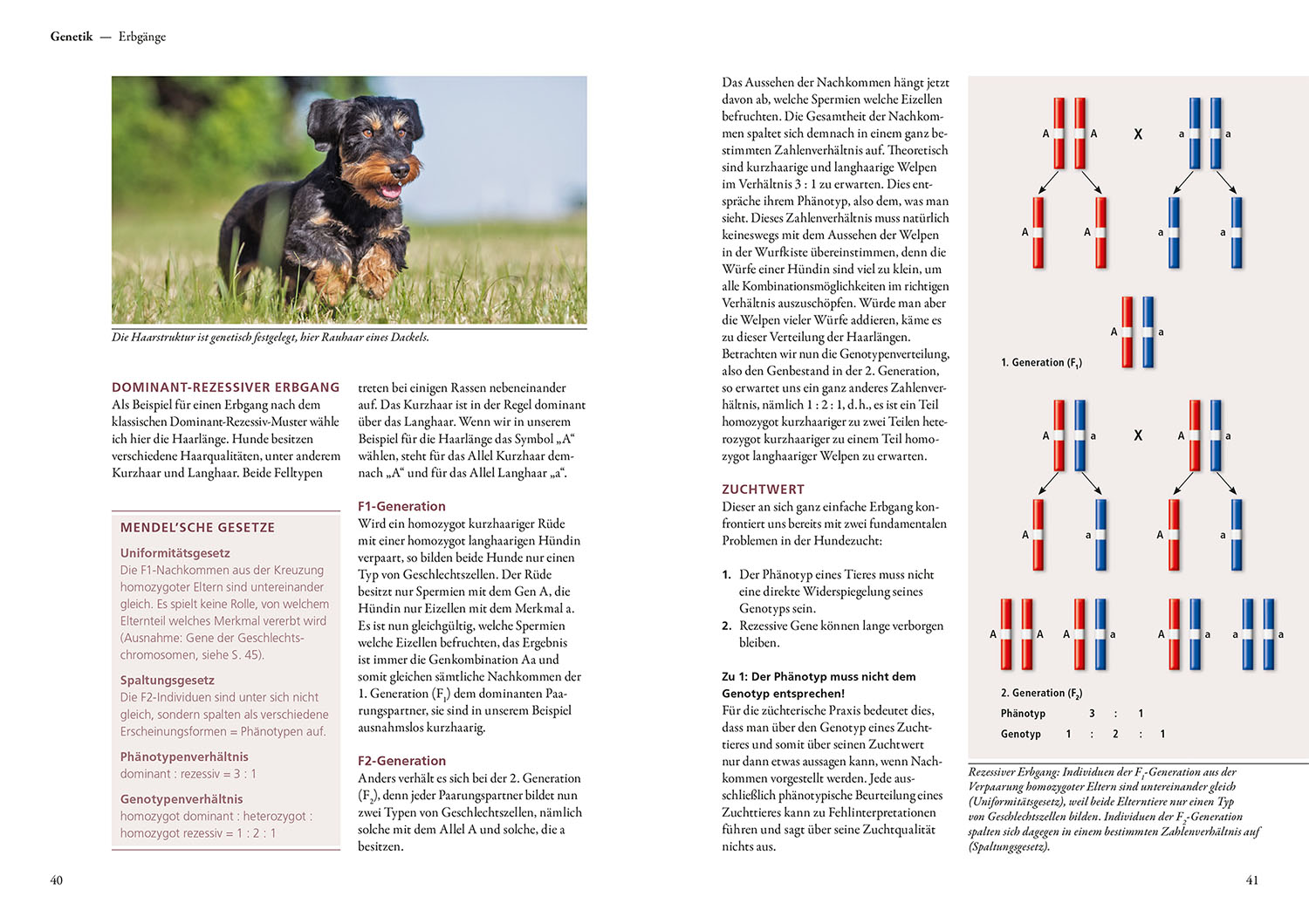 Hundezucht
