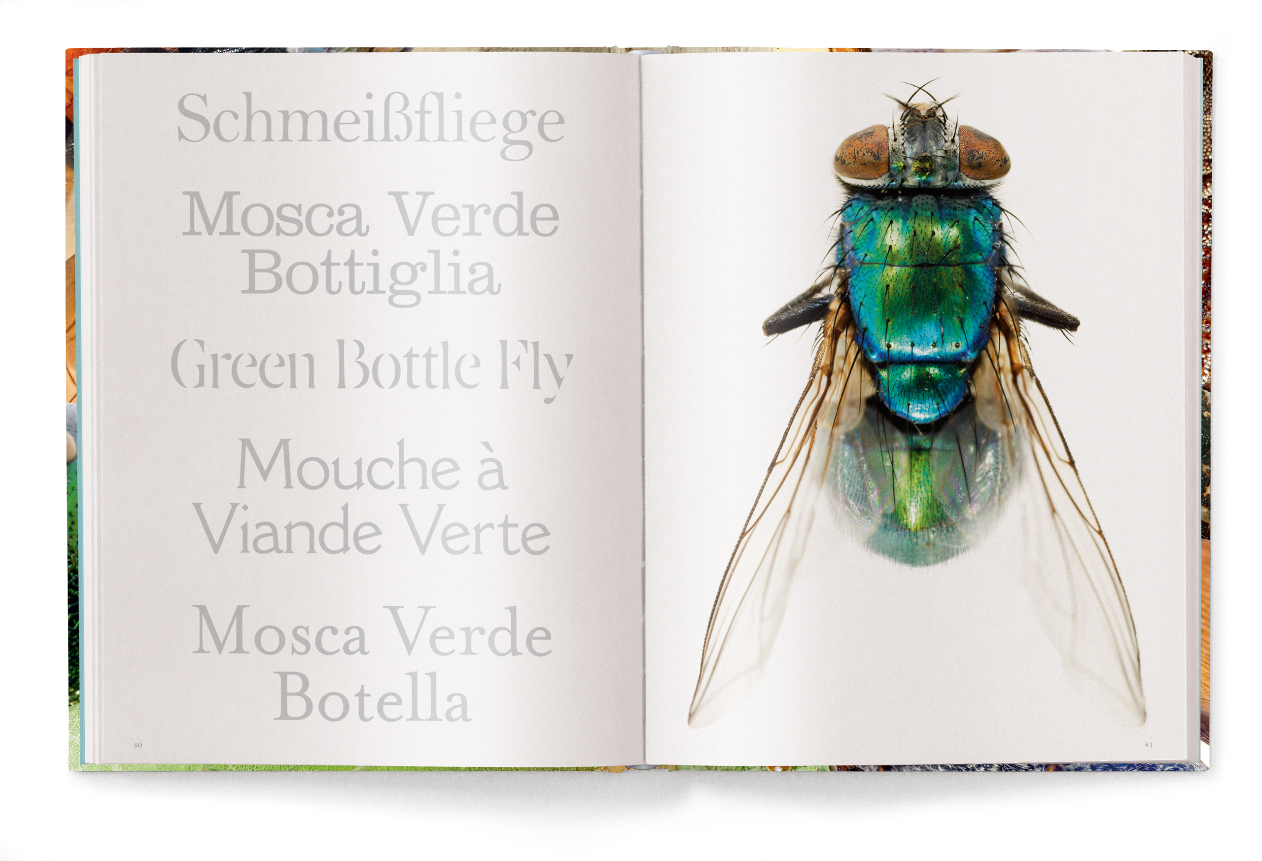 Insecta