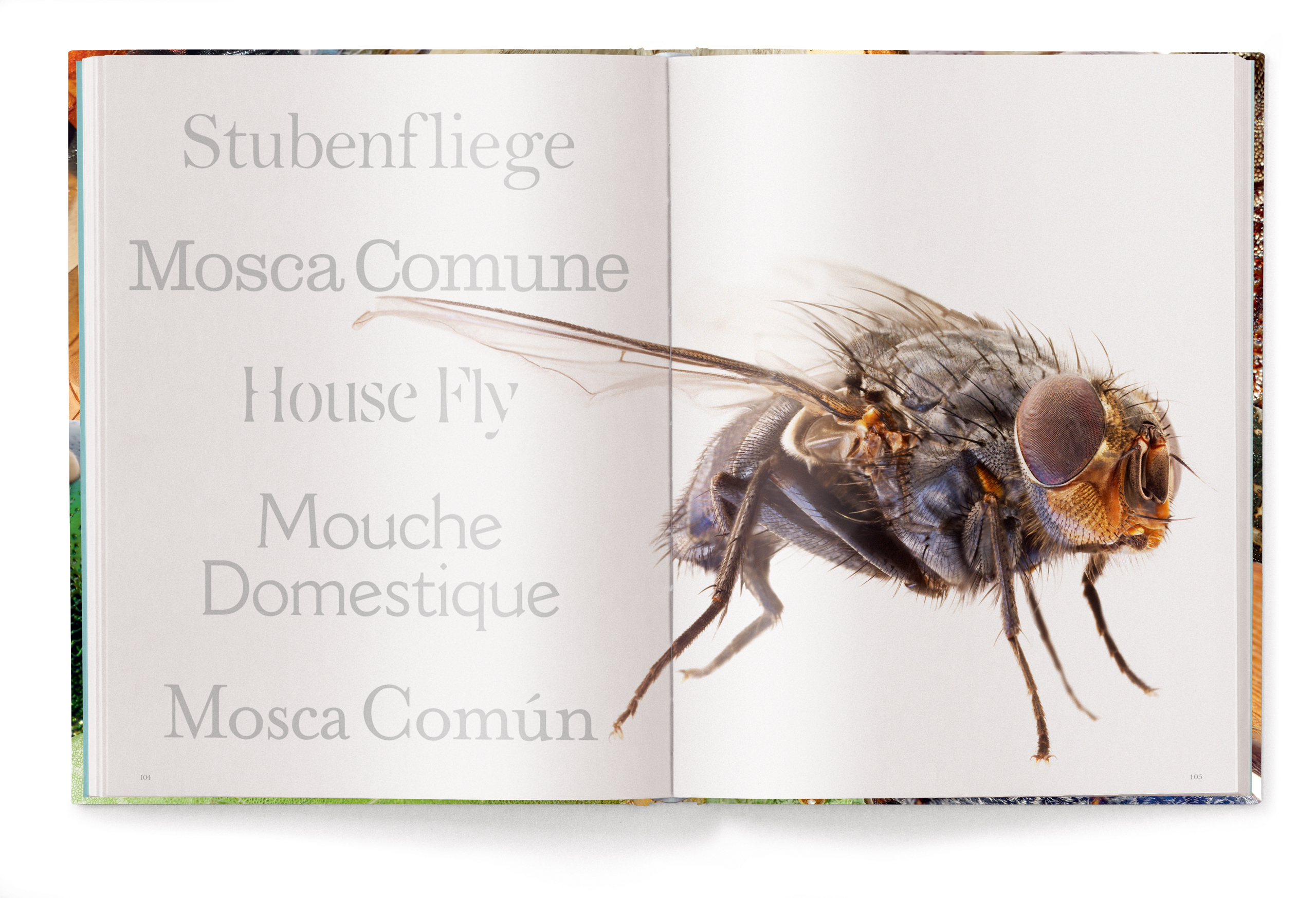 Insecta