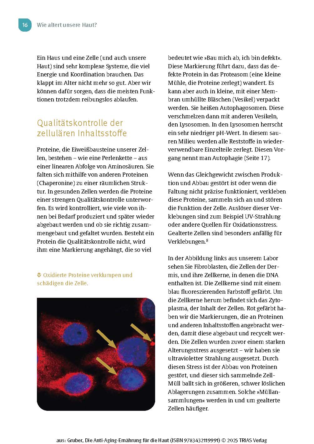Die Anti-Aging-Ernährung für die Haut