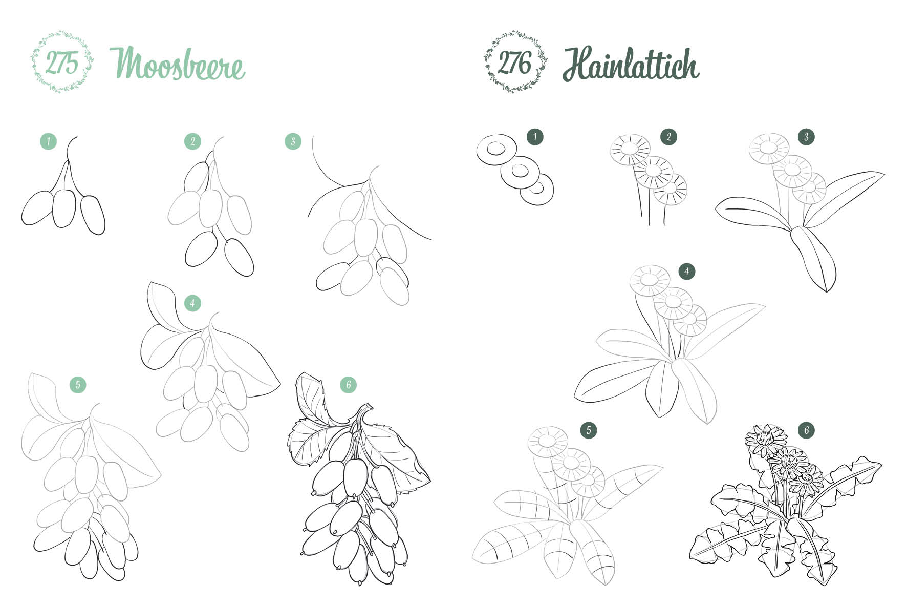 300 Motive zeichnen – Botanik