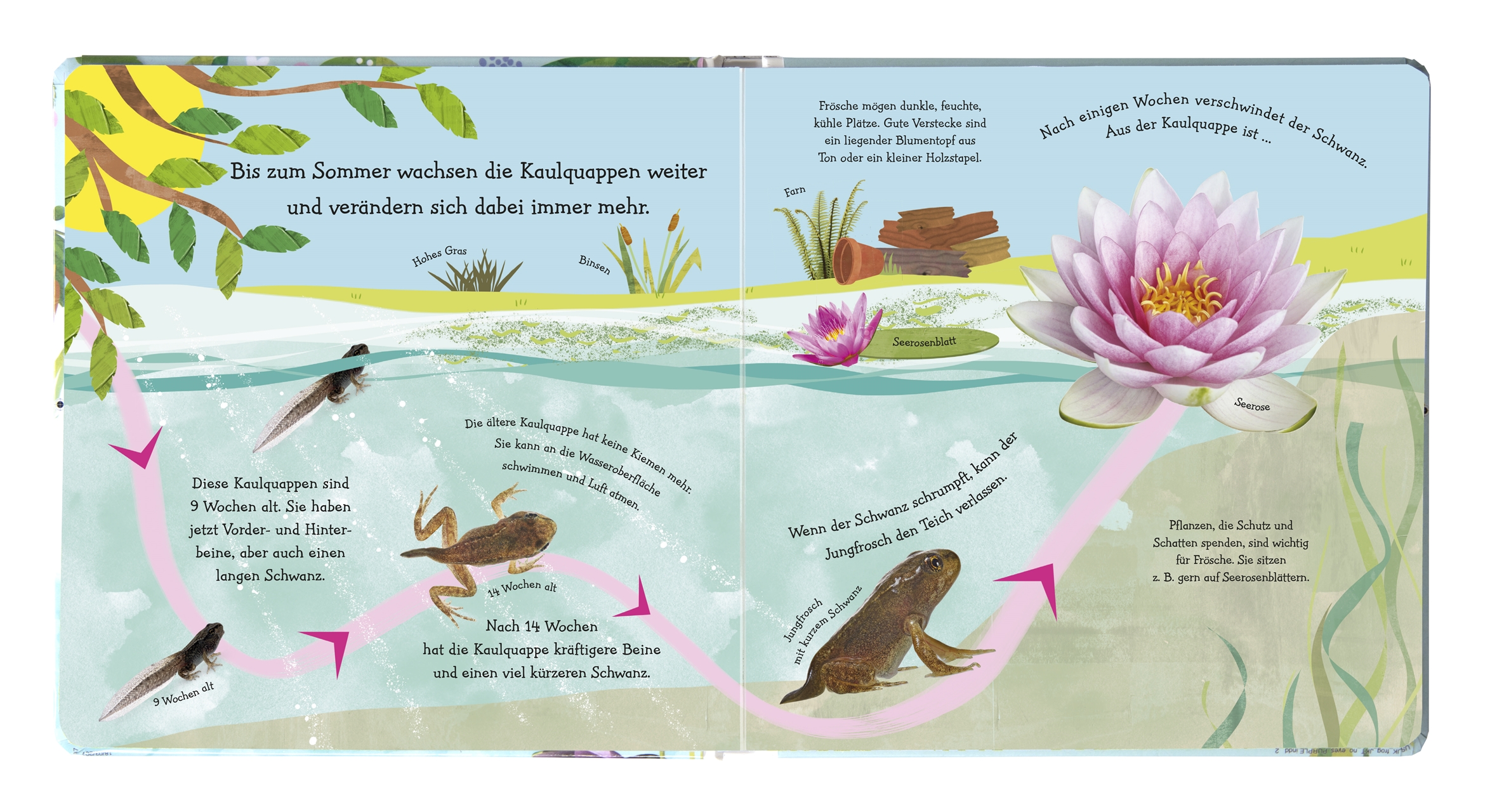 Wie wird die Kaulquappe zum Frosch?