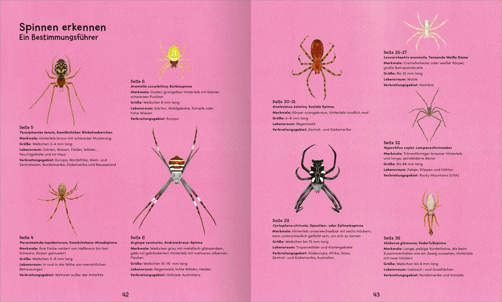 Wunderwelt der Spinnennetze