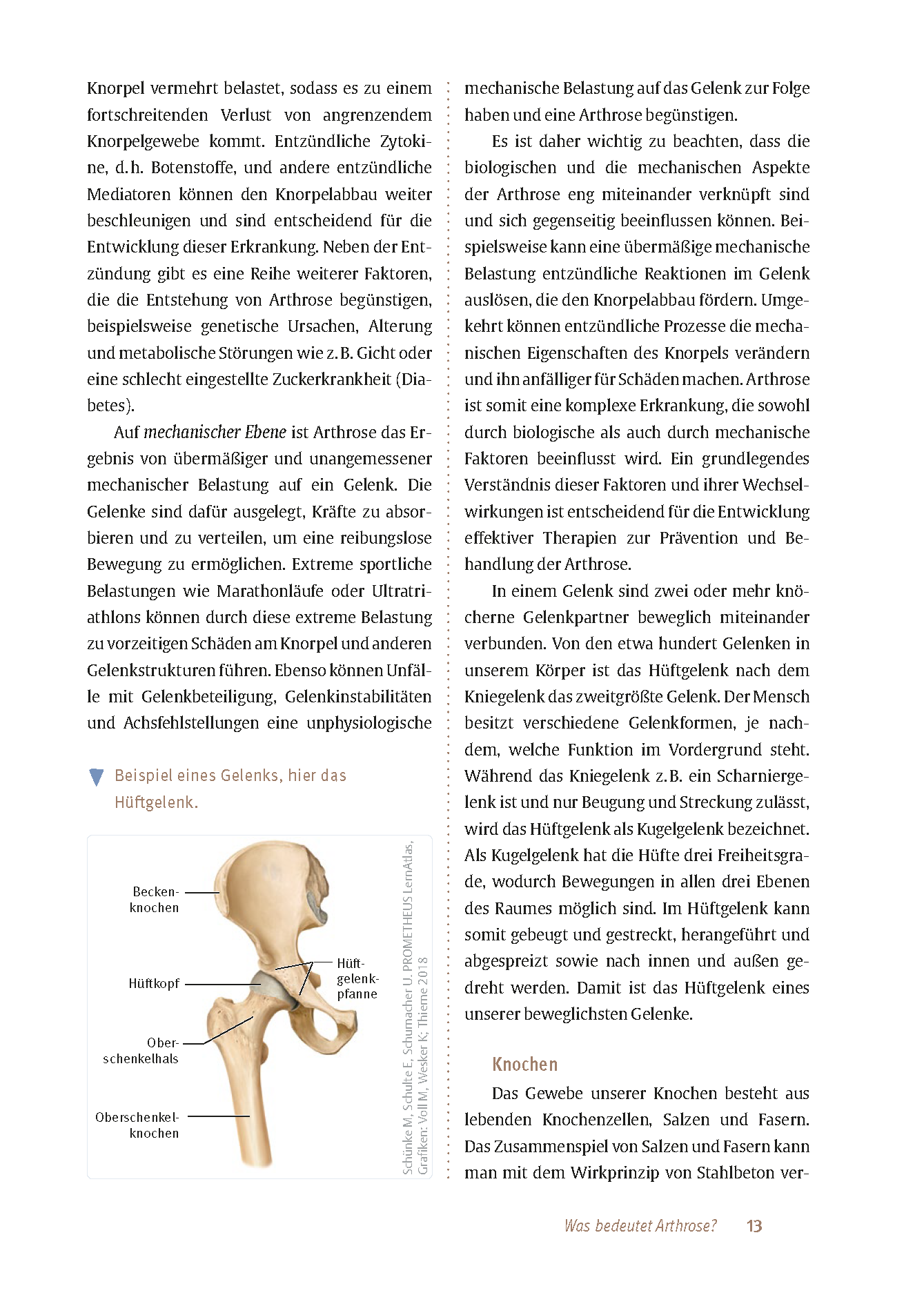Expertenwissen: Arthrose