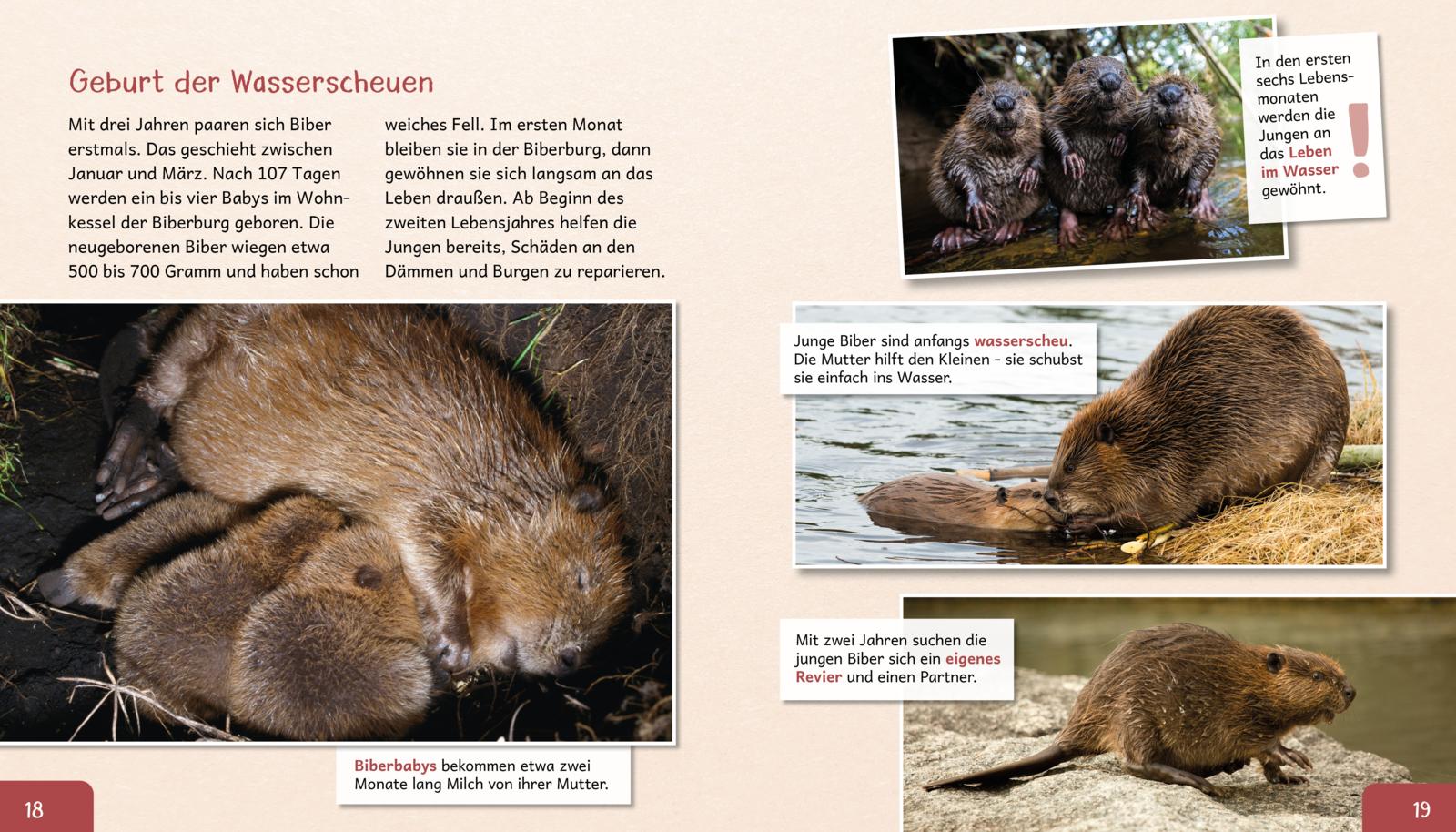 Meine große Tierbibliothek: Der Biber