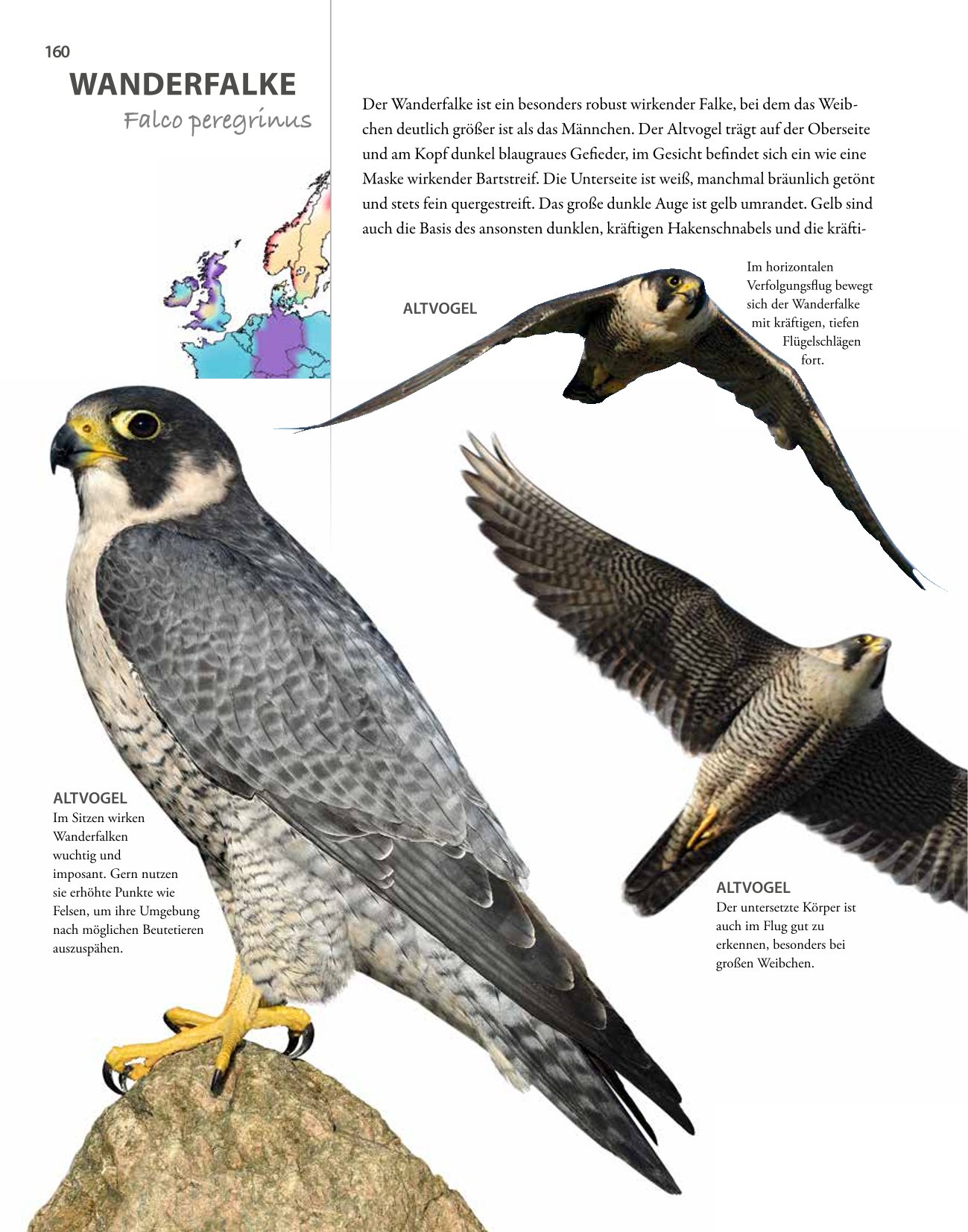 Vögel lebensgroß