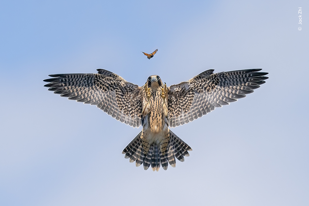 Wildlife Fotografien des Jahres - Portfolio 34