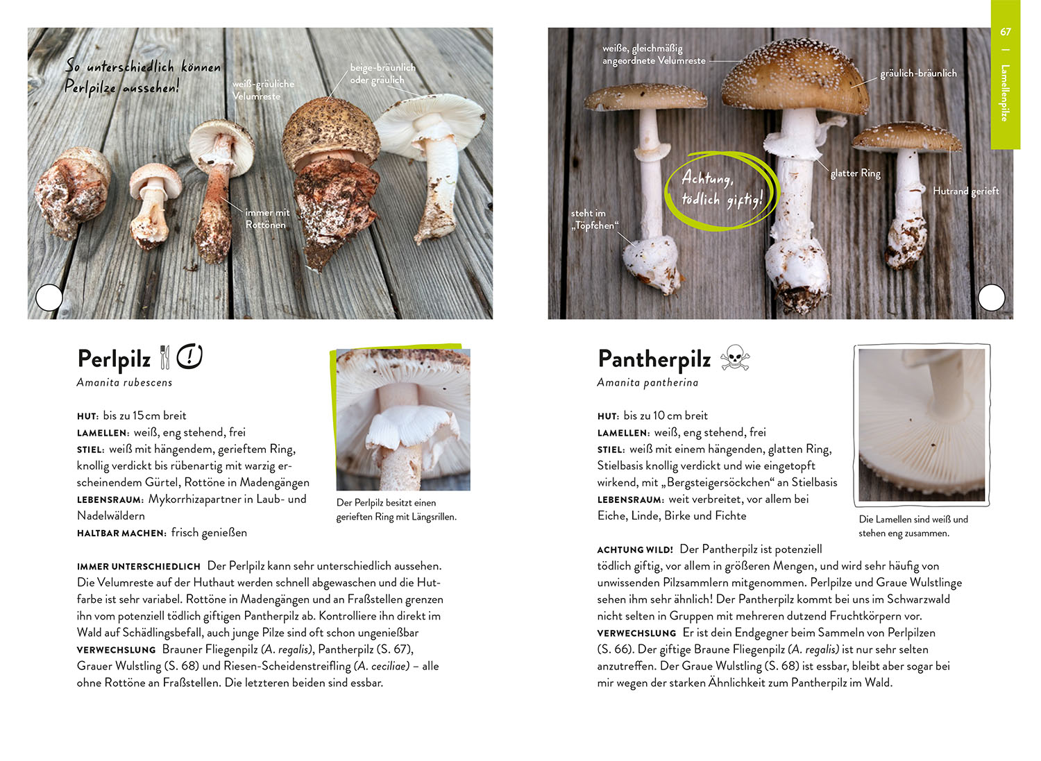 Nature Guide Pilze