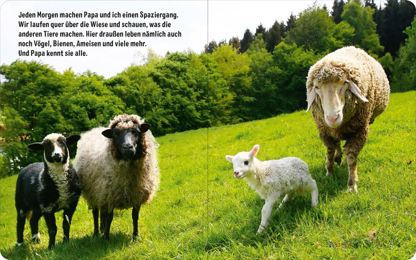 Erste Fotogeschichte: Flocke, das kleine Lamm