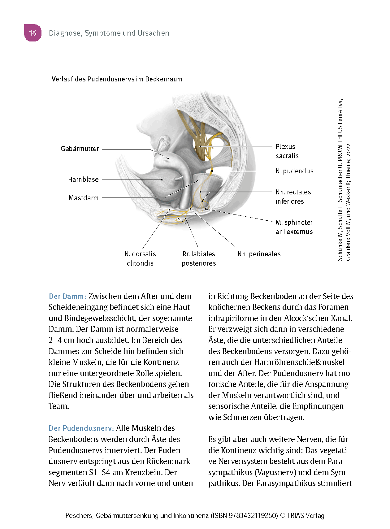 Frauengesundheit: Gebärmuttersenkung und Inkontinenz