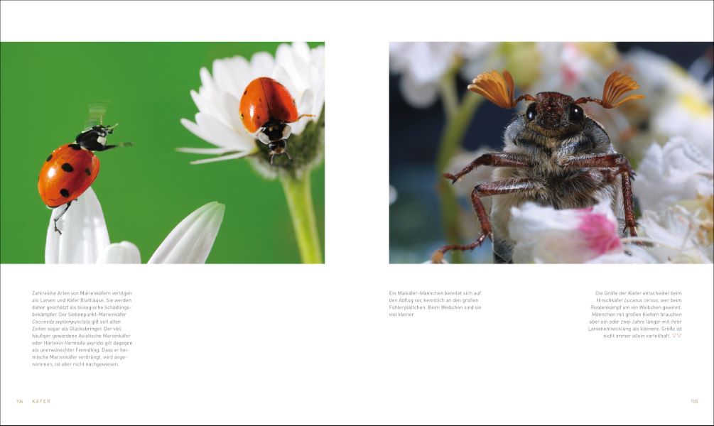 Unsere einzigartige Insektenwelt