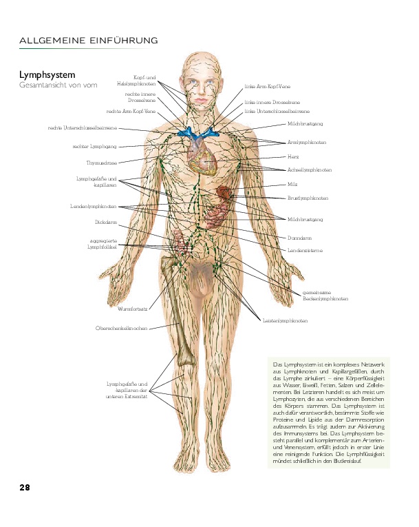 YOGA - Atlas der Anatomie
