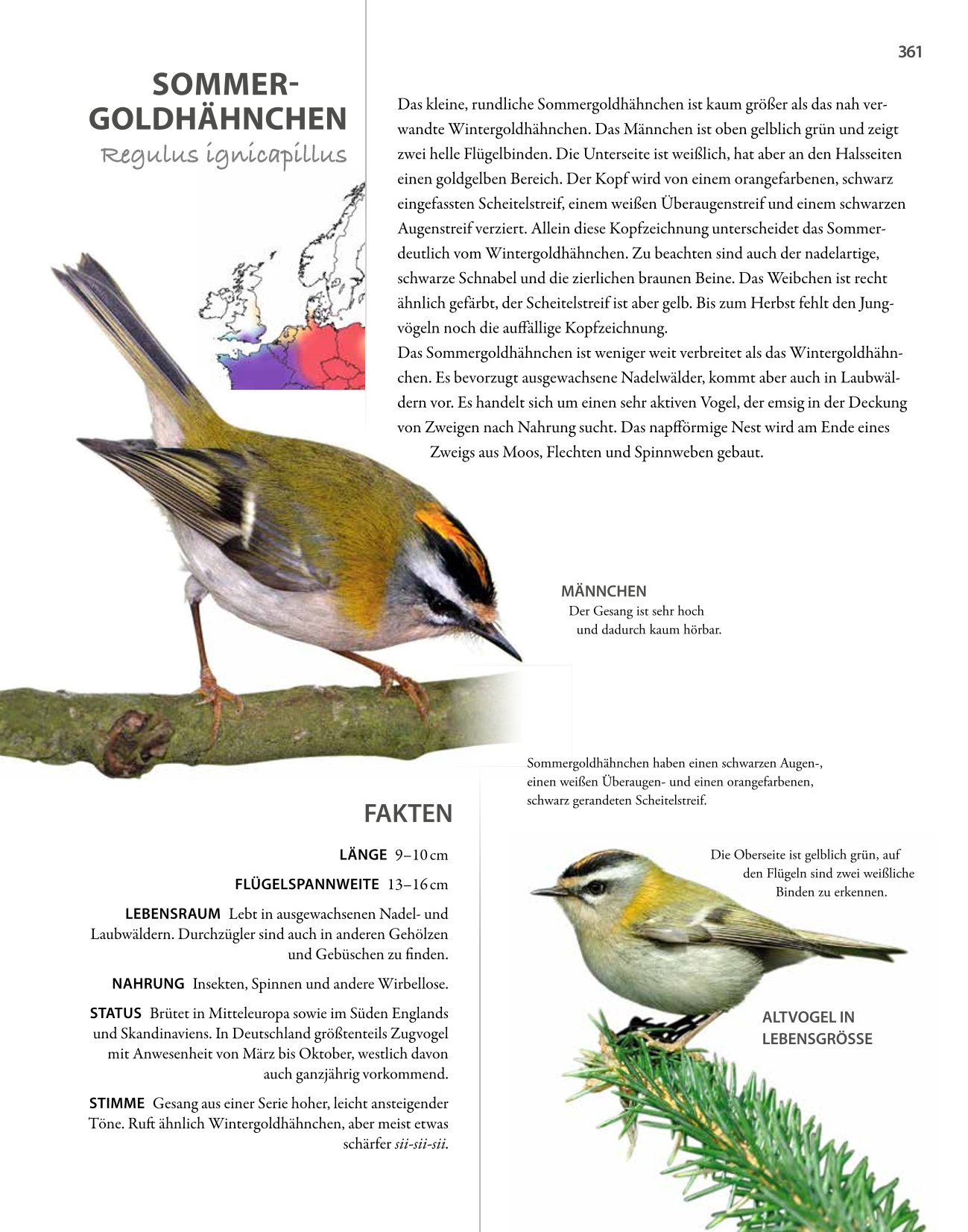 Vögel lebensgroß