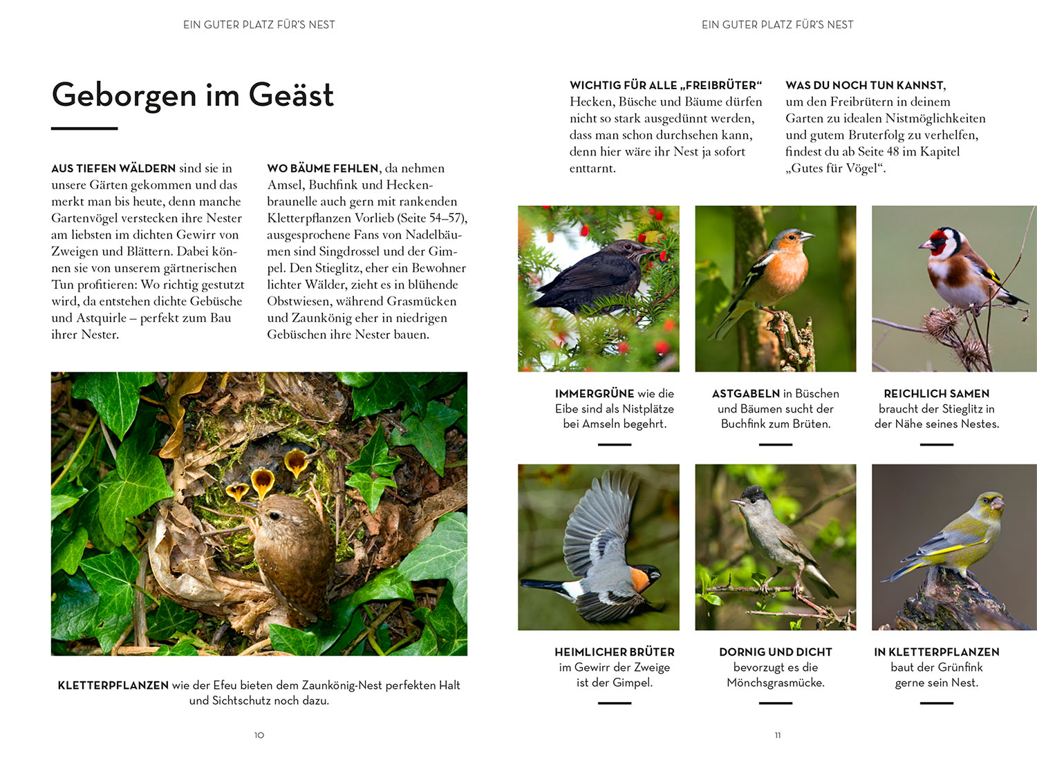 Mach was für Vögel