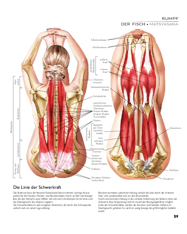 YOGA - Atlas der Anatomie