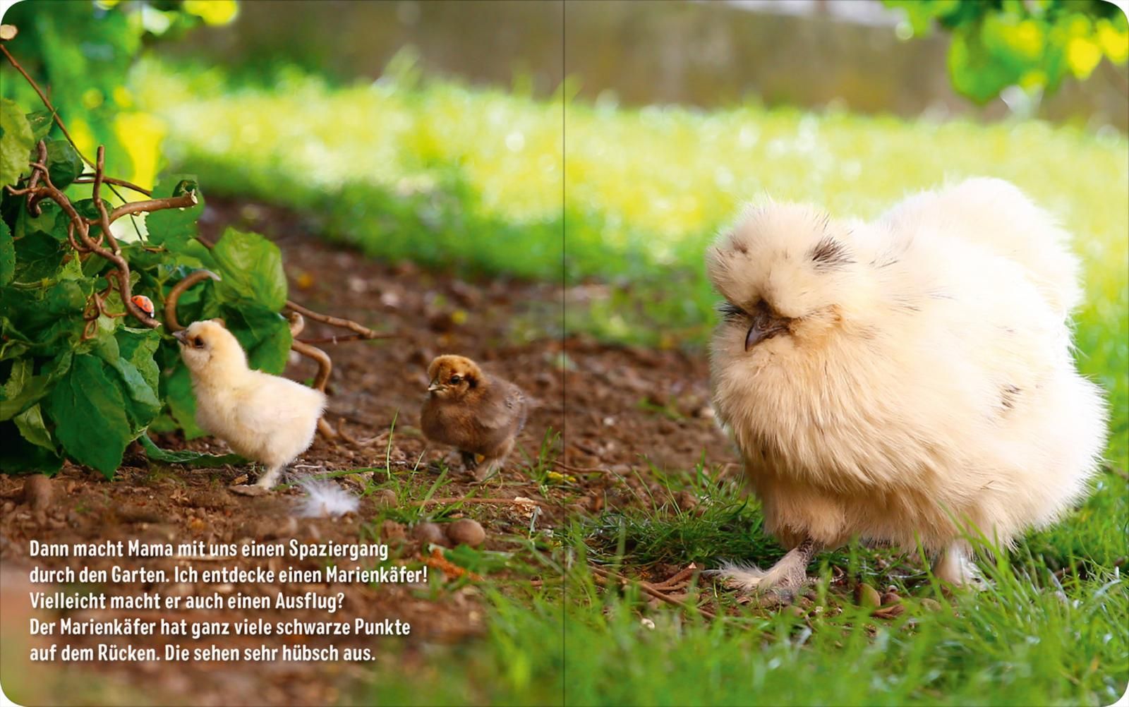 Erste Fotogeschichte: Pieps, das kleine Küken