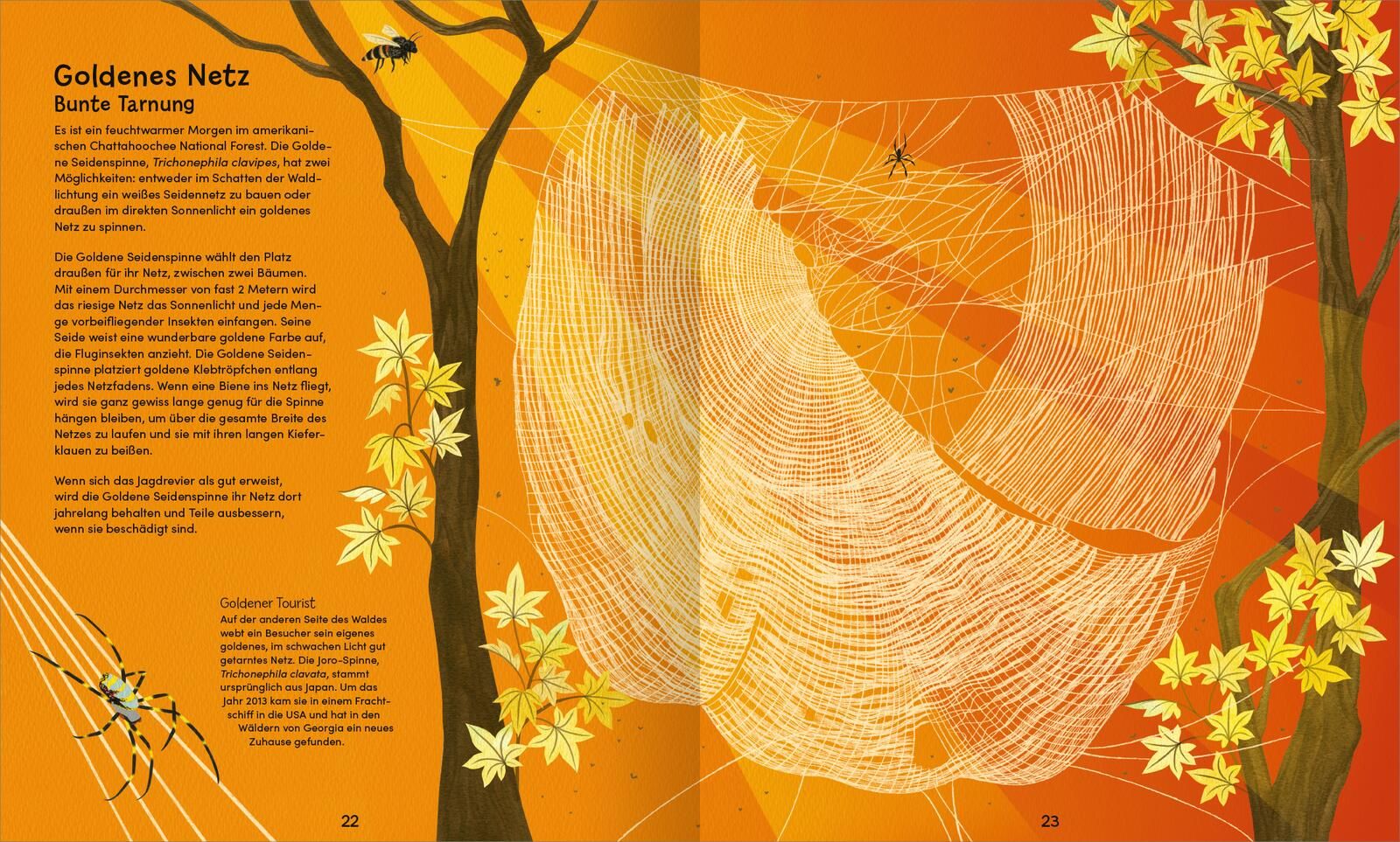 Wunderwelt der Spinnennetze