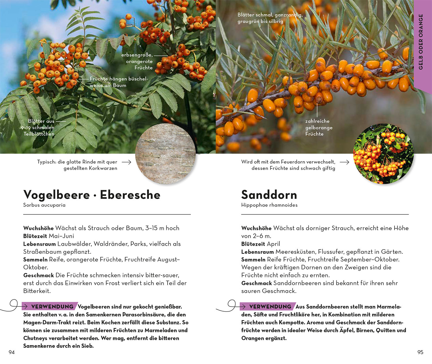 BASIC Früchte und Wildkräuter