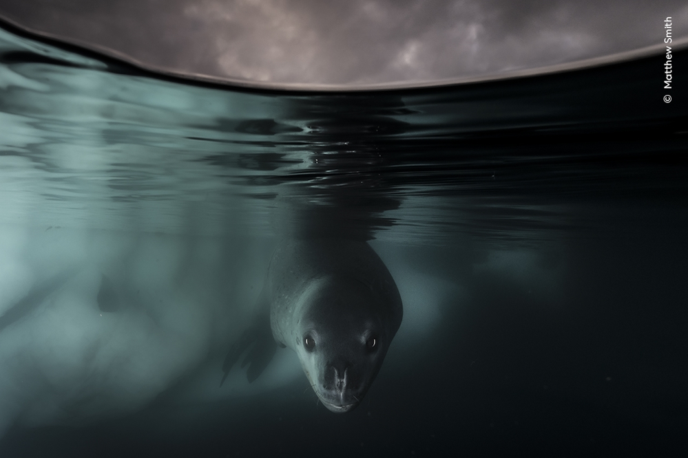 Wildlife Fotografien des Jahres - Portfolio 34