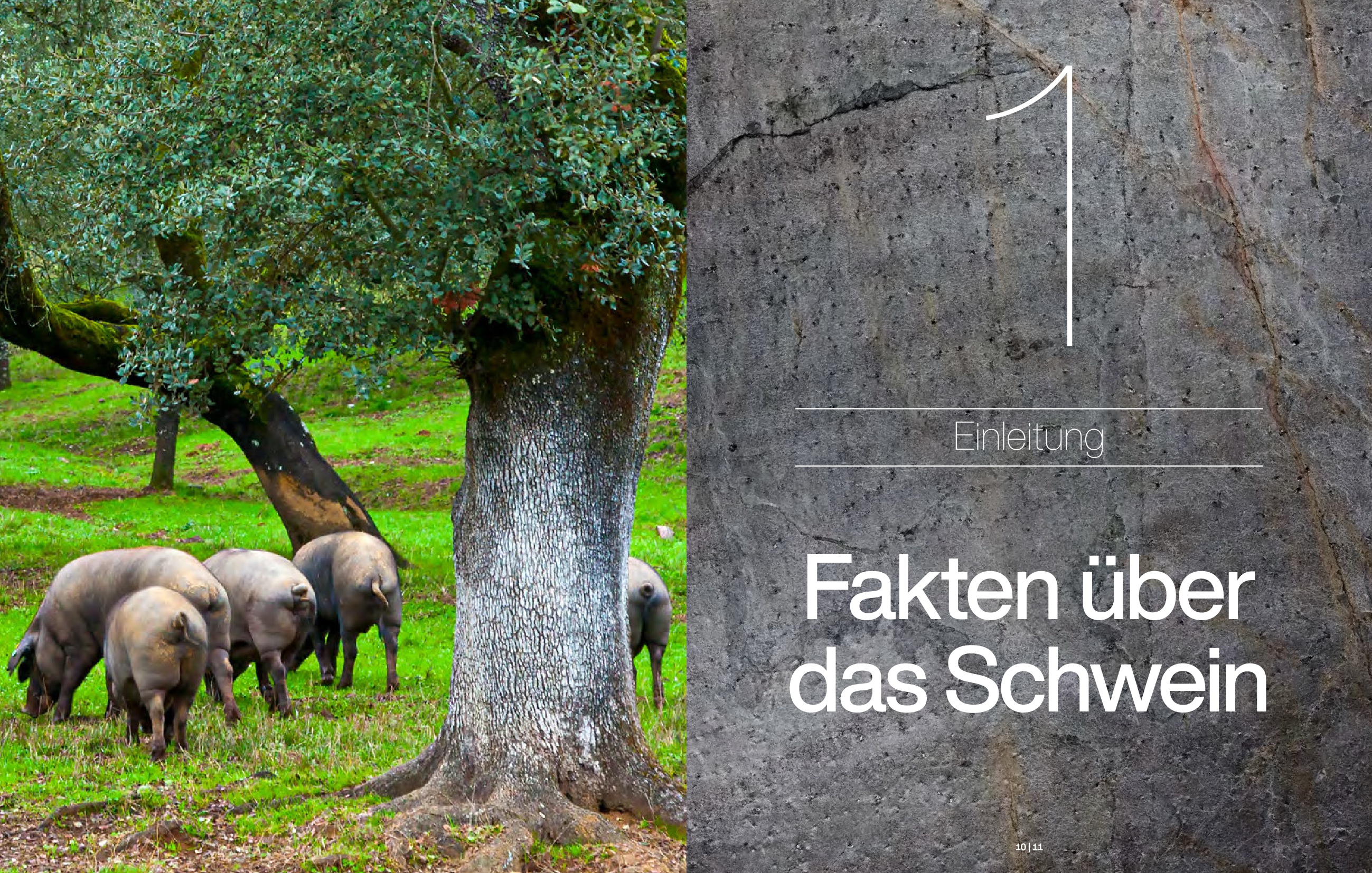 Schwein