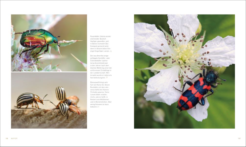 Unsere einzigartige Insektenwelt